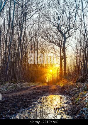 Una scena rurale nel bosco nel Sussex occidentale in Inghilterra durante l'inverno con raggi solari attraverso alberi senza foglie Foto Stock