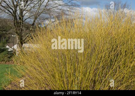 Giallo brillante steli invernali di un arbusto di legno di Dogwood Red Osier (Cornus sericea 'Bud's Yellow') Crescere in un confine erbaceo in un giardino in Rurale Devon Foto Stock