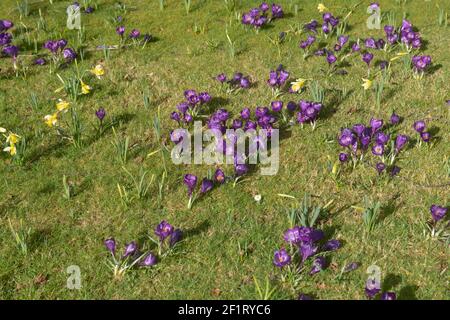 Prato verde di erba pieno di Primavera fioritura Crocus viola e Daffodils giallo brillante (Narcissus) che crescono in Devon Rurale, Inghilterra, Regno Unito Foto Stock