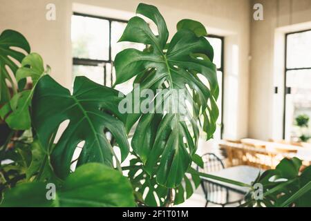 Primo piano di foglie di monstera pianta Foto Stock