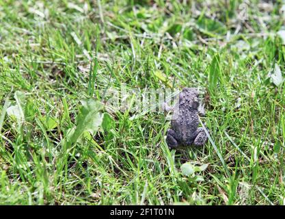 rana seduta sull'erba verde. Rana temporaria - rana comune europea Foto Stock