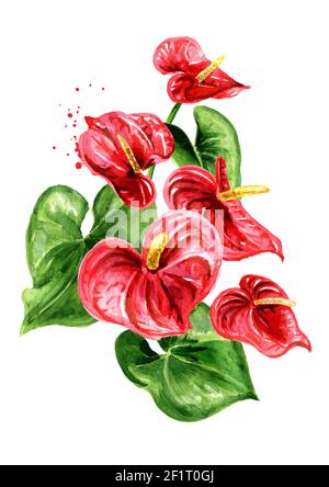 Tropica pianta Anthurium, taflower o flamingo fiore. Immagine disegnata a mano con acquerello, isolata su sfondo bianco Foto Stock