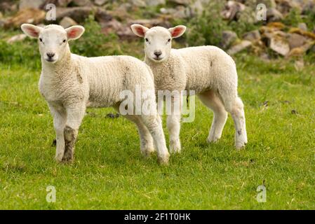Primo piano di due adorabili agnelli gemelli a Springtime. Rivolto in avanti in prato verde con muratura in pietra arenaria sullo sfondo. Yorkshire Dales. Nessuna gente. Foto Stock