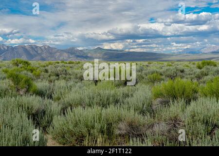 Lunga valle vicino al lago Crowley, Mono County, California. STATI UNITI. Foto Stock