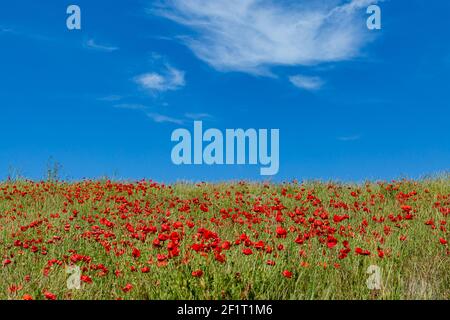 Un'abbondanza di papaveri vibranti che crescono su una collina dentro il sole estivo Foto Stock