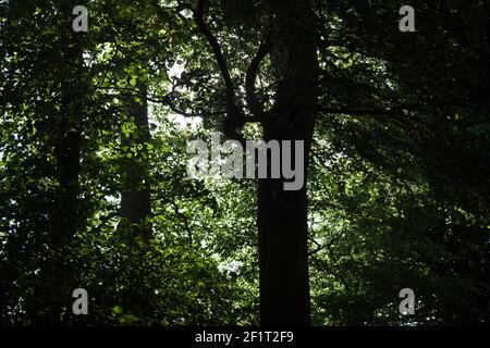 Ombre profonde all'interno di una foresta Foto Stock