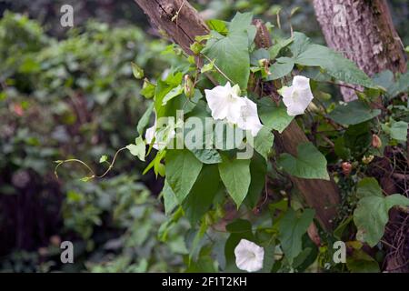 Siepe bindweed (Calistegia sepium) che gemellano intorno ad un ramo di albero, con fiori tromba bianchi puri Foto Stock