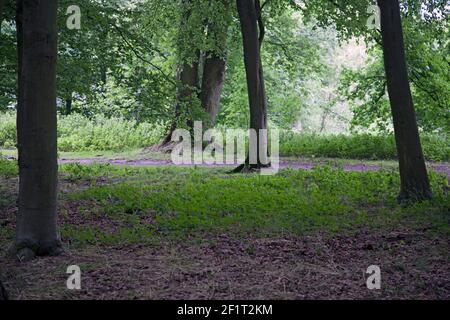 Un percorso tranquillo attraverso le brulate di Badbury, Oxfordshire, Inghilterra Foto Stock