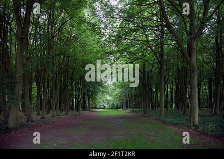 Alberi a picco a Badbury Clump, Oxfordshire, facendo una tranquilla passeggiata estiva Foto Stock