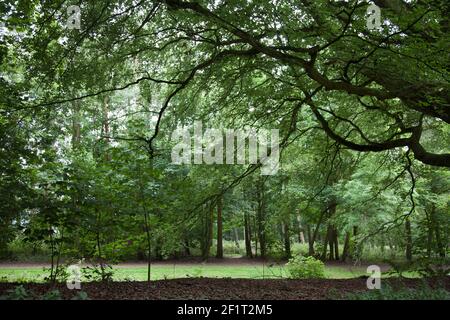 Alberi a strapiombo a Badbury Clump, Oxfordshire, facendo una tranquilla passeggiata Foto Stock