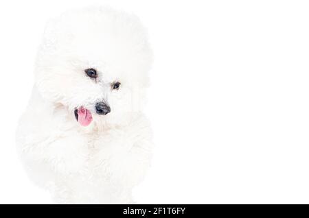 Primo piano di un simpatico cane di Bichon Frise che chiede cibo isolato su bianco. Studio shot, spazio per la copia. Foto Stock