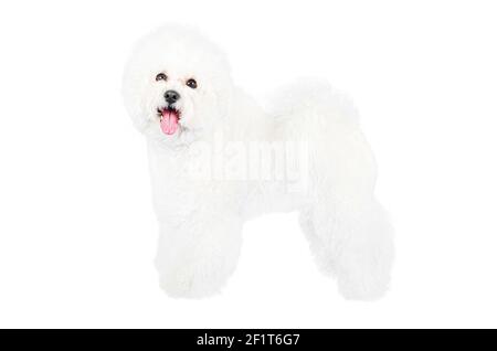 Primo piano di un cane Bichon Frise in piedi su uno sfondo bianco che attacca la lingua e guarda la fotocamera. Foto Stock