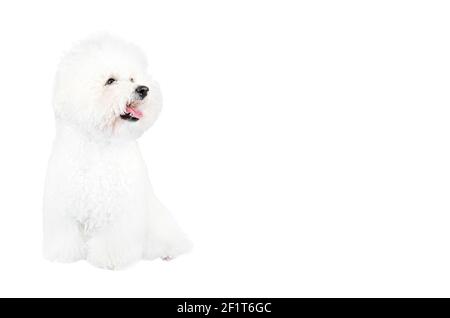 Primo piano di un cane Bichon Frise seduto su uno sfondo bianco che attacca la lingua. Foto Stock