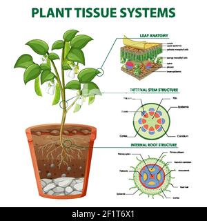 Diagramma che mostra l'illustrazione dei sistemi di tessuti vegetali Illustrazione Vettoriale