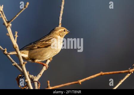 Una femmina di casa fringuello ( Haemorhous mexicanus ) è perching su un cespuglio senza foglie durante l'inverno. Questo uccello, nativo del Nord America ha rosso vibrante maschi a Foto Stock