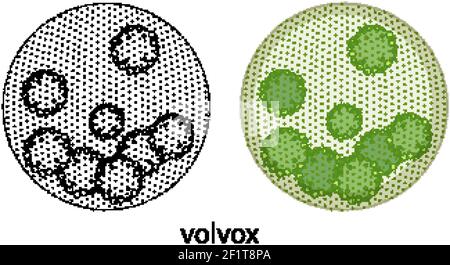 Volvox a colori e doodle su sfondo bianco illustrazione Illustrazione Vettoriale