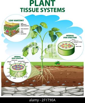 Diagramma che mostra l'illustrazione dei sistemi di tessuti vegetali Illustrazione Vettoriale