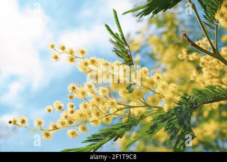 Branca di Mimosa in fiore e cielo blu, Acacia deambata, acacia argentata. Ramo di mimosa albero con fiori di primavera giallo. Festa della mamma, 8 marzo, Pasqua. Foto Stock