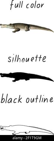 Set di alligatori a colori, silhouette e contorno nero su sfondo bianco Illustrazione Vettoriale