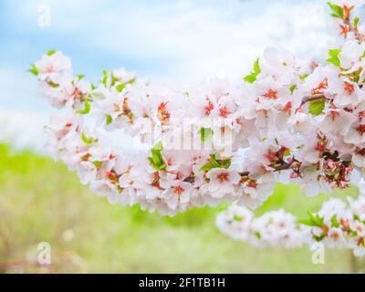 Bellissimi fiori di ciliegio in primavera, petali rosa sakura. Foto Stock