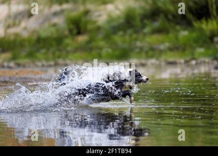 Border Collie inseguimento di una palla nel fiume Foto Stock