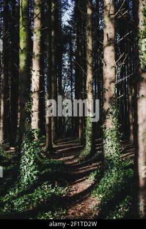 paesaggi tranquilli nella foresta nelle prime ore della primavera, il sole del mattino splende sul tronco caduto Foto Stock