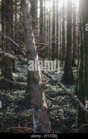 paesaggi tranquilli nella foresta nelle prime ore della primavera, il sole del mattino splende sul tronco caduto Foto Stock