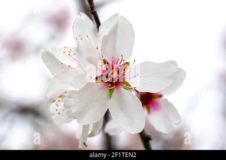 Almond Blossom fotografato in Sardegna, fiorito Almond Tree e Almond Blossom rami Foto Stock