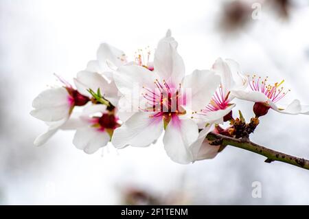 Almond Blossom fotografato in Sardegna, fiorito Almond Tree e Almond Blossom rami Foto Stock