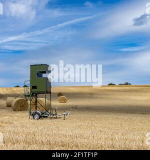 Sedile alto per rimorchio di caccia parcheggiato in un grano dorato campo Foto Stock