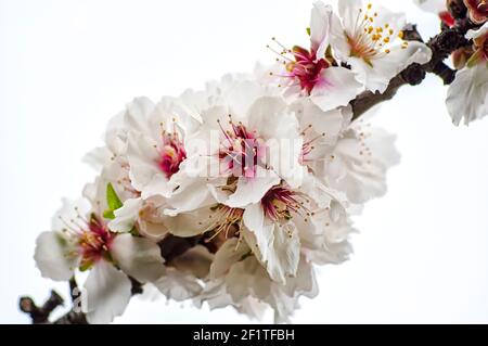 Almond Blossom fotografato in Sardegna, fiorito Almond Tree e Almond Blossom rami Foto Stock