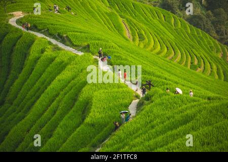 Percorso a piedi attraverso le terrazze di riso Longji Foto Stock