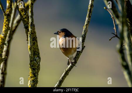Un maschio chaffinch (Fringilla coelebs) perches su un ramo lilla in luce solare invernale (Inghilterra, Regno Unito) Foto Stock