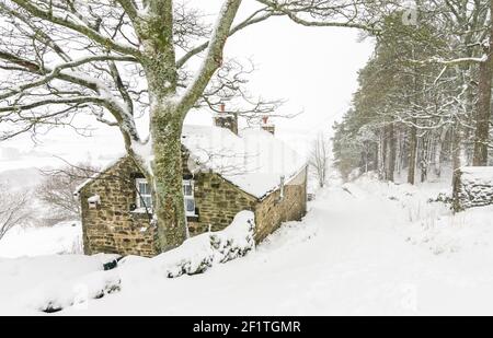 Una vecchia casa di pietra / cottage, da una stretta corsia di campagna e legno di conifere, tutti coperti di neve in Weardale, Pennines del Nord, Contea di Durham, Regno Unito Foto Stock