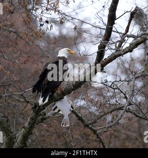 Aquila calva con la passerella Starry, Comox, Vancouver Island, British Columbia, Canada Foto Stock