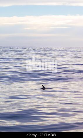 Delfini comuni alle isole Azzorre, attività di avvistamento delle balene, grande esperienza. Foto Stock