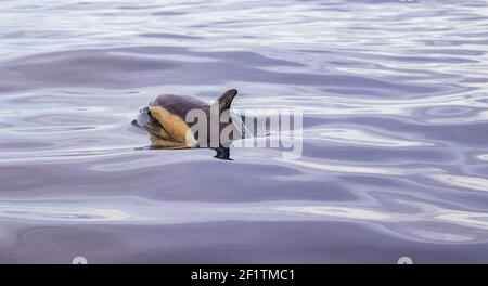 Delfini comuni alle isole Azzorre, attività di avvistamento delle balene, grande esperienza. Foto Stock