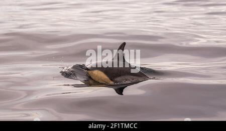 Delfini comuni alle isole Azzorre, attività di avvistamento delle balene, grande esperienza. Foto Stock