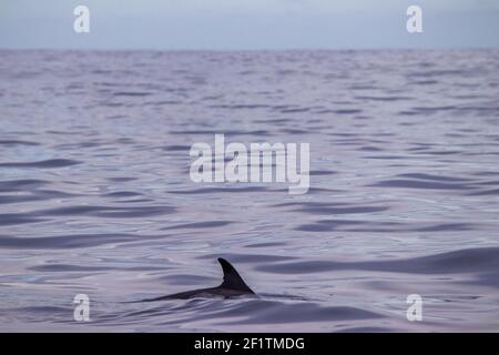 Delfini comuni alle isole Azzorre, attività di avvistamento delle balene, grande esperienza. Foto Stock