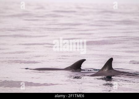 Delfini comuni alle isole Azzorre, attività di avvistamento delle balene, grande esperienza. Foto Stock