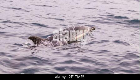 Delfini comuni alle isole Azzorre, attività di avvistamento delle balene, grande esperienza. Foto Stock