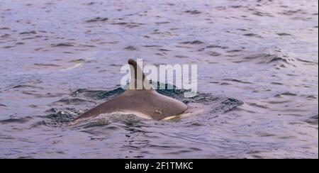 Delfini comuni alle isole Azzorre, attività di avvistamento delle balene, grande esperienza. Foto Stock