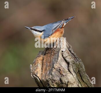 Nuthatch in posa su un tree stump al sole Foto Stock