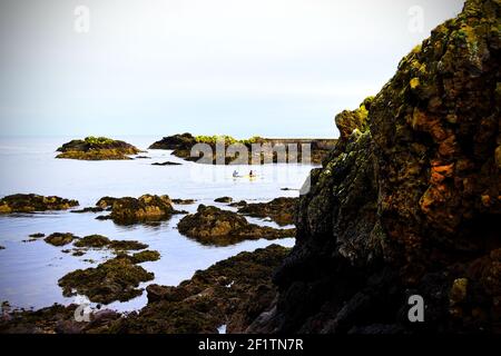 Due kayak pagaiano attraverso il Mare del Nord, appena al largo della costa di St Abbs Foto Stock