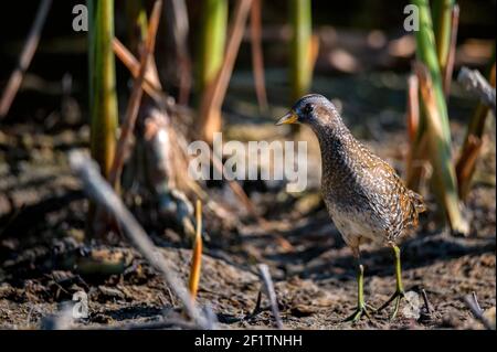 Primo piano di un granchio macchiato o porzana Porzana mangiare in una fauna selvatica. Messa a fuoco selettiva Foto Stock