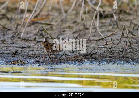 Water Rail o Rallus aquaticus in esecuzione in canne lookingfor cibo. Messa a fuoco selettiva Foto Stock