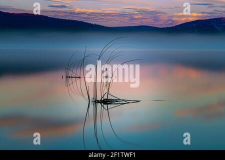 Una piccola macchia di tules (canne) riflessa in acque calme con nebbia e luce blu dell'ora. Catturato a Eagle Lake nel nord della California, Stati Uniti. Foto Stock