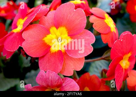 Primula polyanthus ‘Crescendo Bright Red’ primule rosse con centri gialli, marzo, Inghilterra, Regno Unito Foto Stock