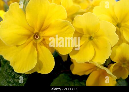 Primula vulgaris ‘Danova le primule gialle al limone, marzo, Inghilterra, Regno Unito Foto Stock