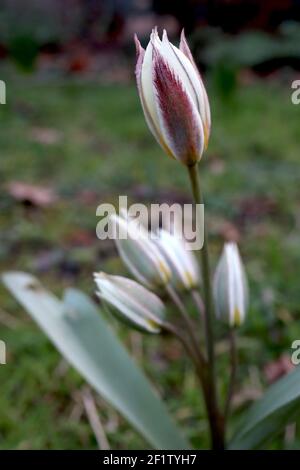 Tulipa biflora specie tulipano 15 biflora tulipano – tulipani bianchi con colore viola e verde, base gialla, marzo, Inghilterra, Regno Unito Foto Stock